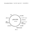 YEAST ORGANISM PRODUCING ISOBUTANOL AT A HIGH YIELD diagram and image