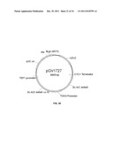 YEAST ORGANISM PRODUCING ISOBUTANOL AT A HIGH YIELD diagram and image