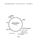 YEAST ORGANISM PRODUCING ISOBUTANOL AT A HIGH YIELD diagram and image