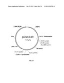 YEAST ORGANISM PRODUCING ISOBUTANOL AT A HIGH YIELD diagram and image