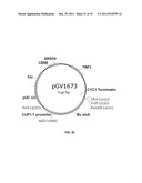 YEAST ORGANISM PRODUCING ISOBUTANOL AT A HIGH YIELD diagram and image