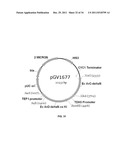 YEAST ORGANISM PRODUCING ISOBUTANOL AT A HIGH YIELD diagram and image