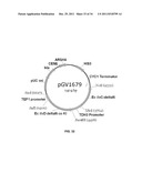 YEAST ORGANISM PRODUCING ISOBUTANOL AT A HIGH YIELD diagram and image