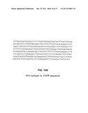 CHIMERIC PESTIVIRUS WITH INSERTION IN 3  NONTRANSLATED REGION (3  NTR)     WITH STABLE REPLICATION AND RNASE RESISTANCE diagram and image