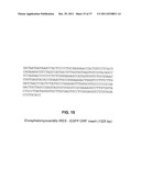 CHIMERIC PESTIVIRUS WITH INSERTION IN 3  NONTRANSLATED REGION (3  NTR)     WITH STABLE REPLICATION AND RNASE RESISTANCE diagram and image