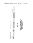 CHIMERIC PESTIVIRUS WITH INSERTION IN 3  NONTRANSLATED REGION (3  NTR)     WITH STABLE REPLICATION AND RNASE RESISTANCE diagram and image