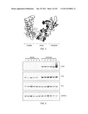 Human Telomerase Catalytic Subunit diagram and image