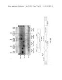 Human Telomerase Catalytic Subunit diagram and image