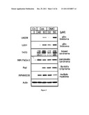 METHODS AND COMPOSITIONS FOR INDUCING APOPTOSIS BY STIMULATING ER STRESS diagram and image