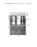 METHODS AND COMPOSITIONS FOR INDUCING APOPTOSIS BY STIMULATING ER STRESS diagram and image