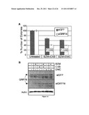 METHODS AND COMPOSITIONS FOR INDUCING APOPTOSIS BY STIMULATING ER STRESS diagram and image