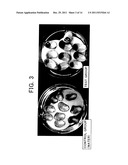 Reducing Mixture Derived from Microorganisms Which has an     Oxidation-Reduction Potential of 0 mV or less, and Production Method for     Same diagram and image