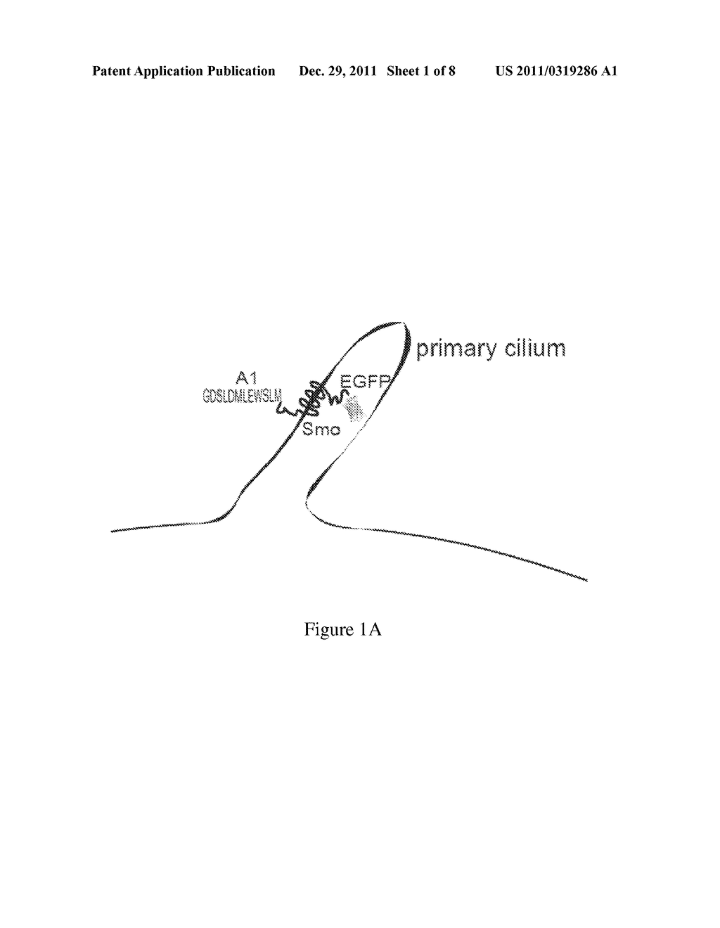 SYSTEM FOR SCREENING AGONISTS/ANTAGONISTS OF CELLULAR SIGNALING PATHWAYS - diagram, schematic, and image 02