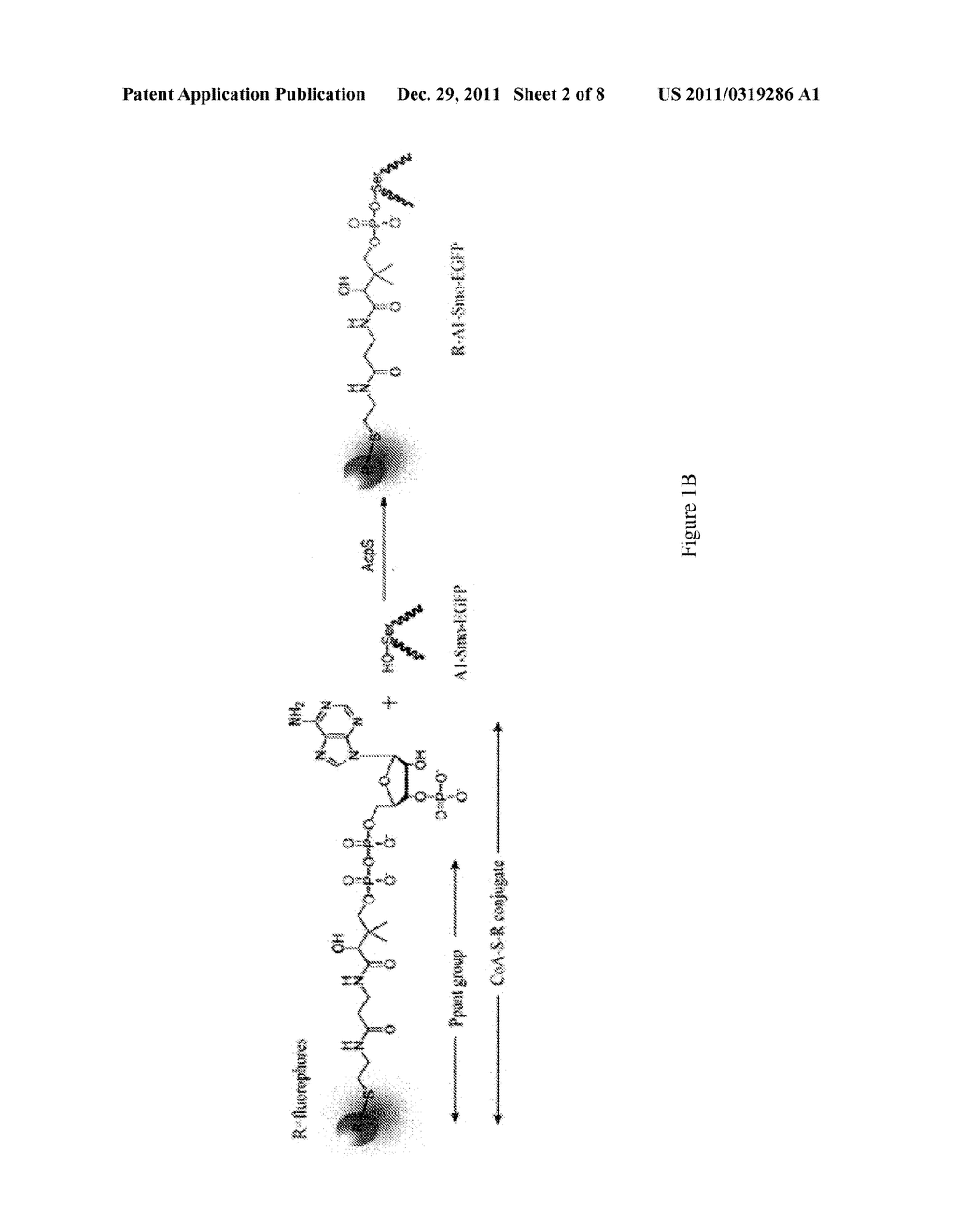 SYSTEM FOR SCREENING AGONISTS/ANTAGONISTS OF CELLULAR SIGNALING PATHWAYS - diagram, schematic, and image 03