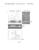 SYNTHETIC PROTEASE SUBSTRATES, ASSAY METHODS USING SUCH SUBSTRATES AND     KITS FOR PRACTICING THE ASSAY diagram and image