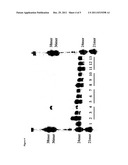 Differential detection of single nucleotide polymorphisms diagram and image