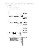 Differential detection of single nucleotide polymorphisms diagram and image