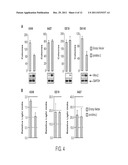 Dominant Negative WNT2 Compositions and Methods of Use diagram and image