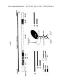 FLAGELLIN RELATED POLYPEPTIDES AND USES THEREOF diagram and image