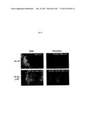 FLAGELLIN RELATED POLYPEPTIDES AND USES THEREOF diagram and image