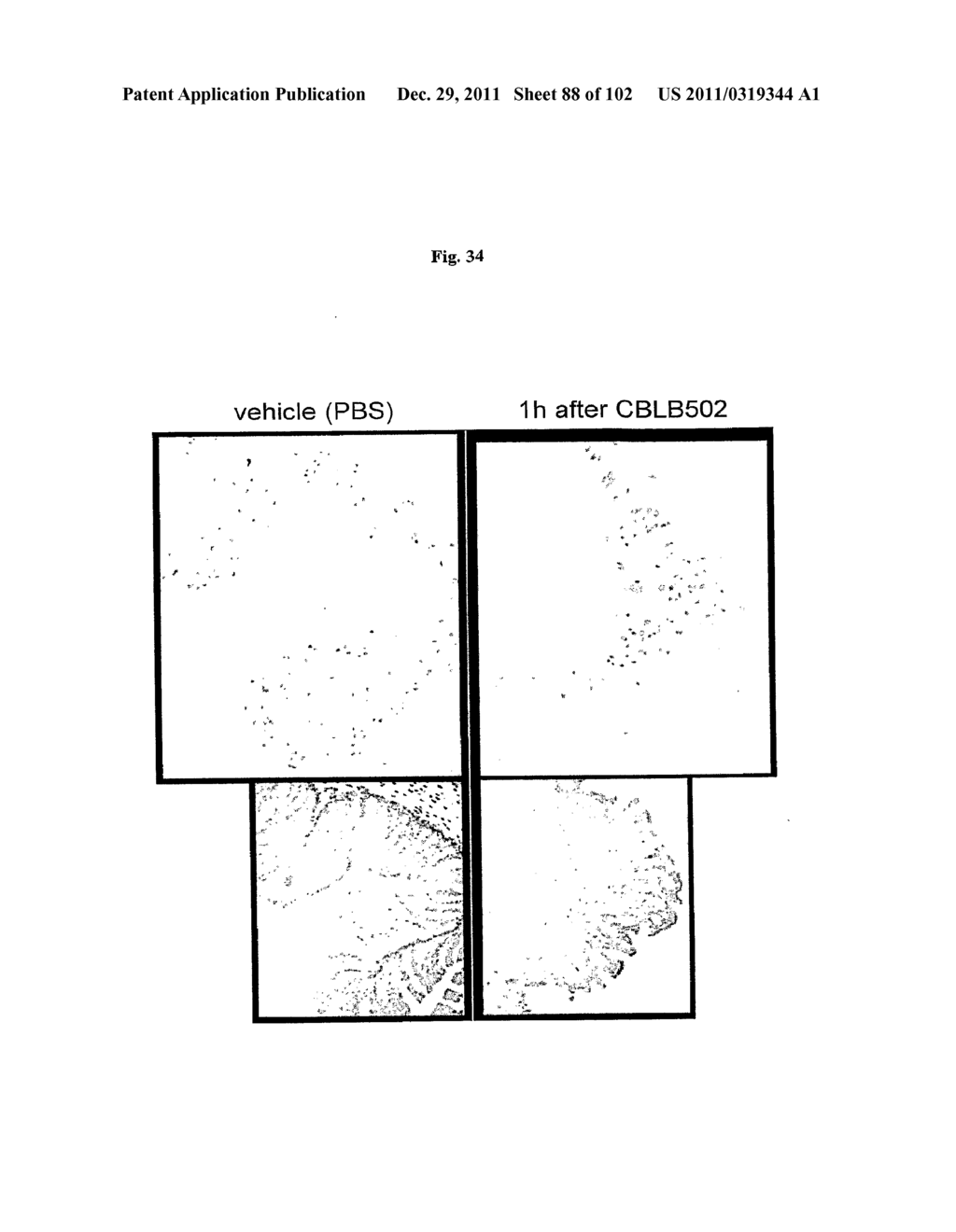 FLAGELLIN RELATED POLYPEPTIDES AND USES THEREOF - diagram, schematic, and image 89