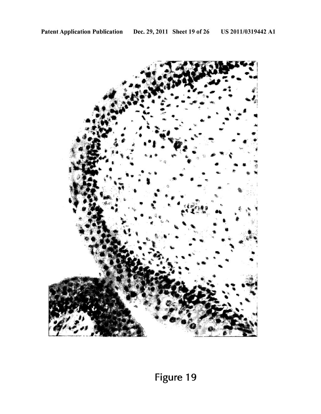 PHARMACEUTICAL COMPOSITIONS COMPRISING IMIDAZOQUINOLIN(AMINES) AND     DERIVATIVES THEREOF SUITABLE FOR LOCAL ADMINISTRATION - diagram, schematic, and image 20