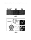 DENDRIMER BASED NANODEVICES FOR THERAPEUTIC AND IMAGING PURPOSES diagram and image