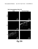 CNS DELIVERY OF THERAPEUTIC AGENTS diagram and image