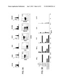 ANGIOGENIC AND IMMUNOLOGIC APPLICATIONS OF ANTI-CD160 SPECIFIC COMPOUNDS     OBTAINABLE FROM mAb CL1-R2 diagram and image