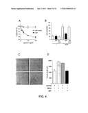 ANGIOGENIC AND IMMUNOLOGIC APPLICATIONS OF ANTI-CD160 SPECIFIC COMPOUNDS     OBTAINABLE FROM mAb CL1-R2 diagram and image