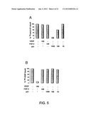 ANGIOGENIC AND IMMUNOLOGIC APPLICATIONS OF ANTI-CD160 SPECIFIC COMPOUNDS     OBTAINABLE FROM mAb CL1-R2 diagram and image