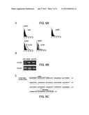 ANGIOGENIC AND IMMUNOLOGIC APPLICATIONS OF ANTI-CD160 SPECIFIC COMPOUNDS     OBTAINABLE FROM mAb CL1-R2 diagram and image