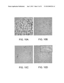 ANGIOGENIC AND IMMUNOLOGIC APPLICATIONS OF ANTI-CD160 SPECIFIC COMPOUNDS     OBTAINABLE FROM mAb CL1-R2 diagram and image