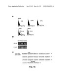 ANGIOGENIC AND IMMUNOLOGIC APPLICATIONS OF ANTI-CD160 SPECIFIC COMPOUNDS     OBTAINABLE FROM mAb CL1-R2 diagram and image