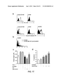 ANGIOGENIC AND IMMUNOLOGIC APPLICATIONS OF ANTI-CD160 SPECIFIC COMPOUNDS     OBTAINABLE FROM mAb CL1-R2 diagram and image