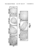 ANTI-LYMPHOTOXIN ANTIBODIES diagram and image