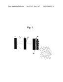 PROTECTED METAL ANODE ARCHITECTURE AND METHOD OF FORMING THE SAME diagram and image