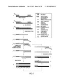 TAGGED OLIGONUCLEOTIDES AND THEIR USE IN NUCLEIC ACID AMPLIFICATION     METHODS diagram and image