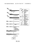 TAGGED OLIGONUCLEOTIDES AND THEIR USE IN NUCLEIC ACID AMPLIFICATION     METHODS diagram and image