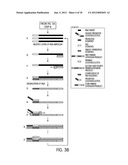 TAGGED OLIGONUCLEOTIDES AND THEIR USE IN NUCLEIC ACID AMPLIFICATION     METHODS diagram and image