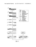 TAGGED OLIGONUCLEOTIDES AND THEIR USE IN NUCLEIC ACID AMPLIFICATION     METHODS diagram and image