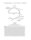 FAST RESULTS HYBRID CAPTURE ASSAY AND ASSOCIATED STRATEGICALLY TRUNCATED     PROBES diagram and image