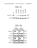 ANNEXIN A11 AND ASSOCIATED GENES AS BIOMARKERS FOR CANCER diagram and image