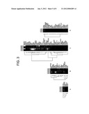 ANNEXIN A11 AND ASSOCIATED GENES AS BIOMARKERS FOR CANCER diagram and image