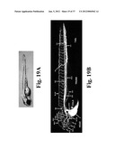 DYNAMIC MOTION CONTRAST AND TRANSVERSE FLOW ESTIMATION USING OPTICAL     COHERENCE TOMOGRAPHY diagram and image