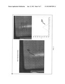 METHOD AND SYSTEM FOR THERMALLY MONITORING PROCESS FOR FORMING PLASTIC     BLOW-MOLDED CONTAINERS diagram and image