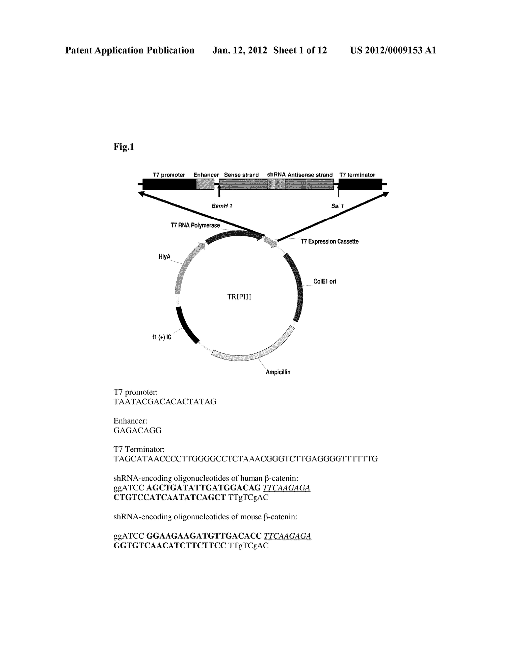 COMPOSITIONS FOR BACTERIAL MEDIATED GENE SILENCING AND METHODS OF USING     THE SAME - diagram, schematic, and image 02