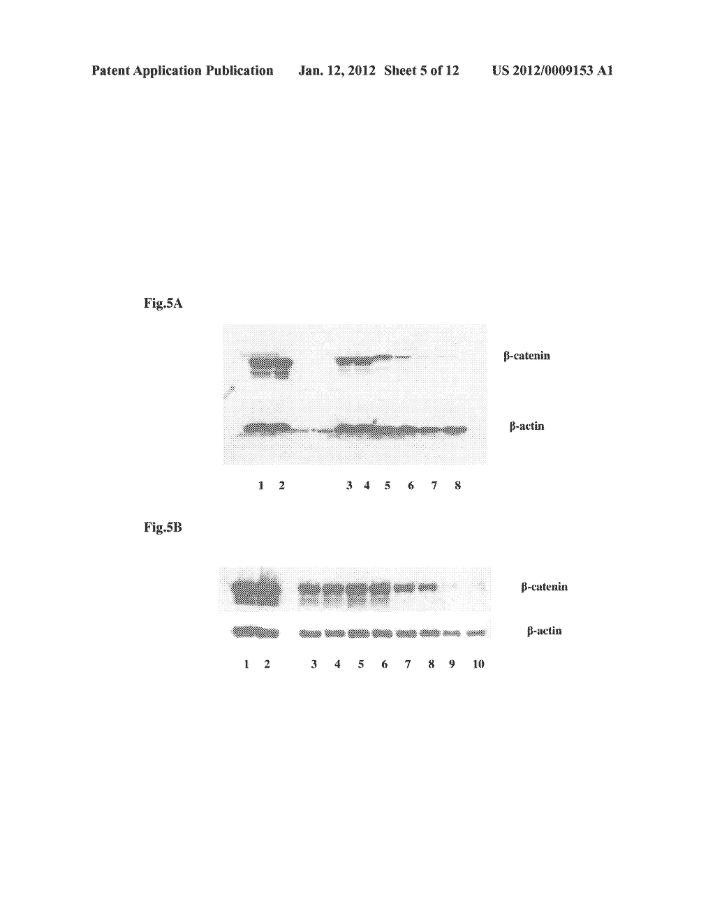 COMPOSITIONS FOR BACTERIAL MEDIATED GENE SILENCING AND METHODS OF USING     THE SAME - diagram, schematic, and image 06