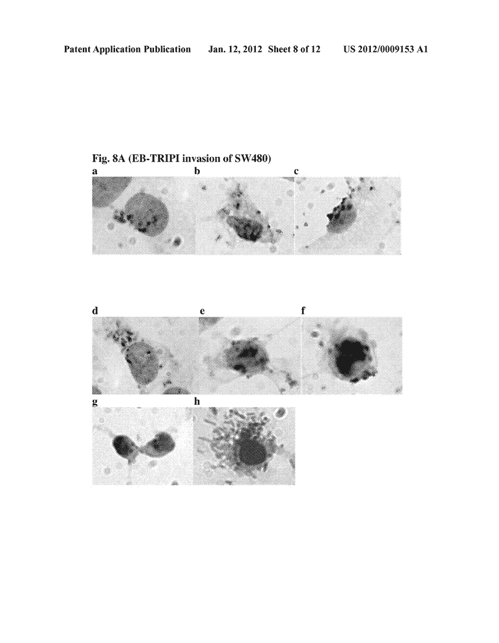 COMPOSITIONS FOR BACTERIAL MEDIATED GENE SILENCING AND METHODS OF USING     THE SAME - diagram, schematic, and image 09