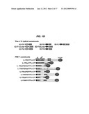 IDENTIFICATION AND METHOD FOR USING THE PRE-LIGAND ASSEMBLY DOMAIN OF THE     IL-17 RECEPTOR diagram and image